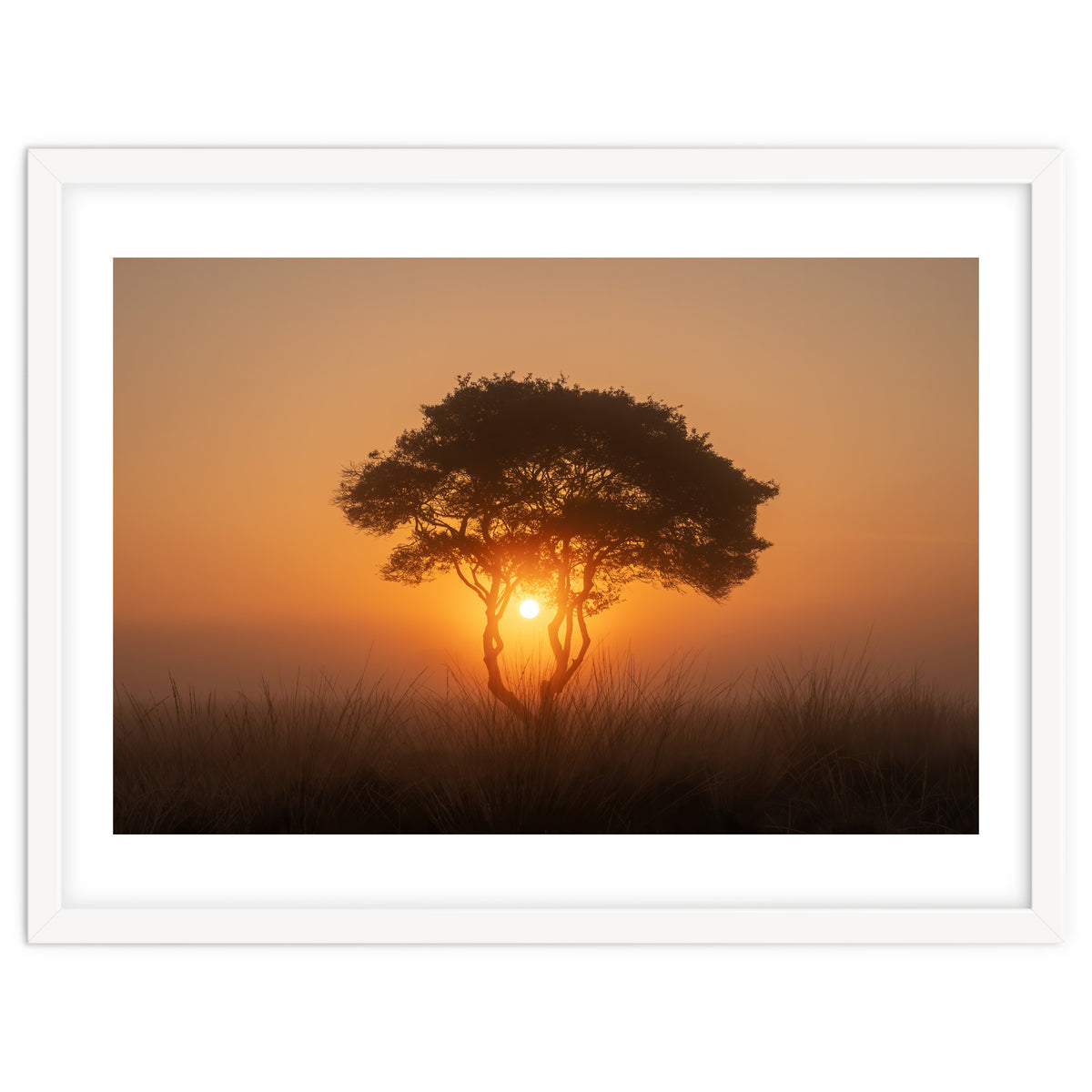 Tree at sunrise