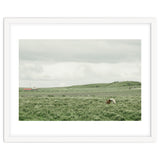 Horses in the middle of the green field - Iceland thumbnail
