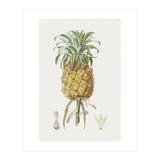 Pineapple (Hand Drawn Botanical Illustration) (Print Only) thumbnail