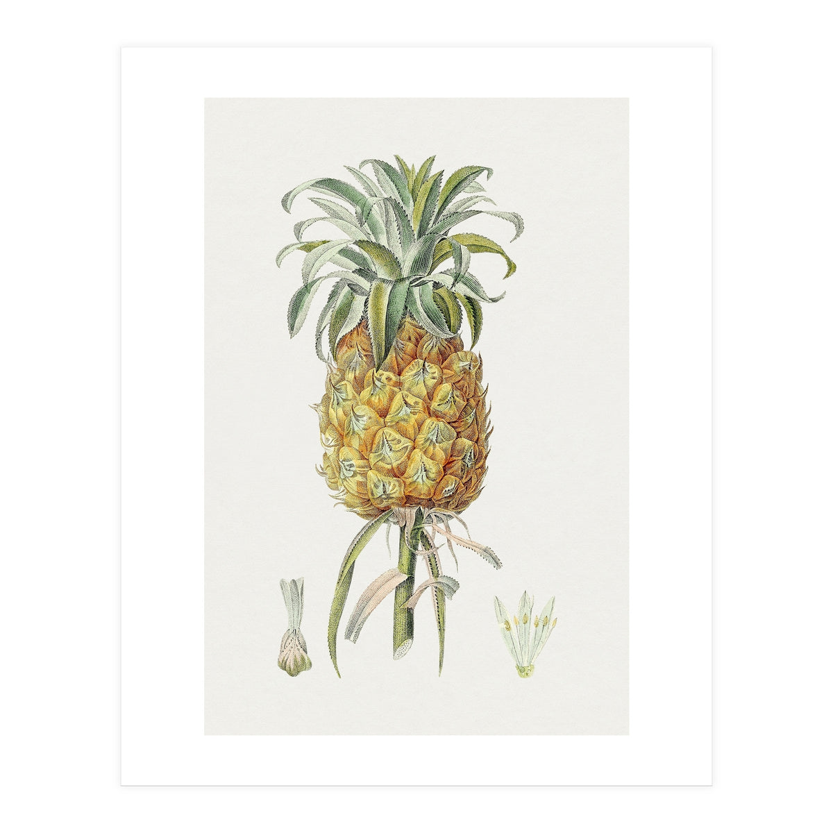 Pineapple (Hand Drawn Botanical Illustration) (Print Only)