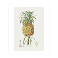 Pineapple (Hand Drawn Botanical Illustration) (Print Only)