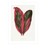 Alexander Francis Lydon & Benjamin Fawsett – Pink Dracaena Terminalis Leaf (1865) (Print Only) thumbnail