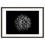 Backyard Flowers In Black And White No 48 Flow Version thumbnail