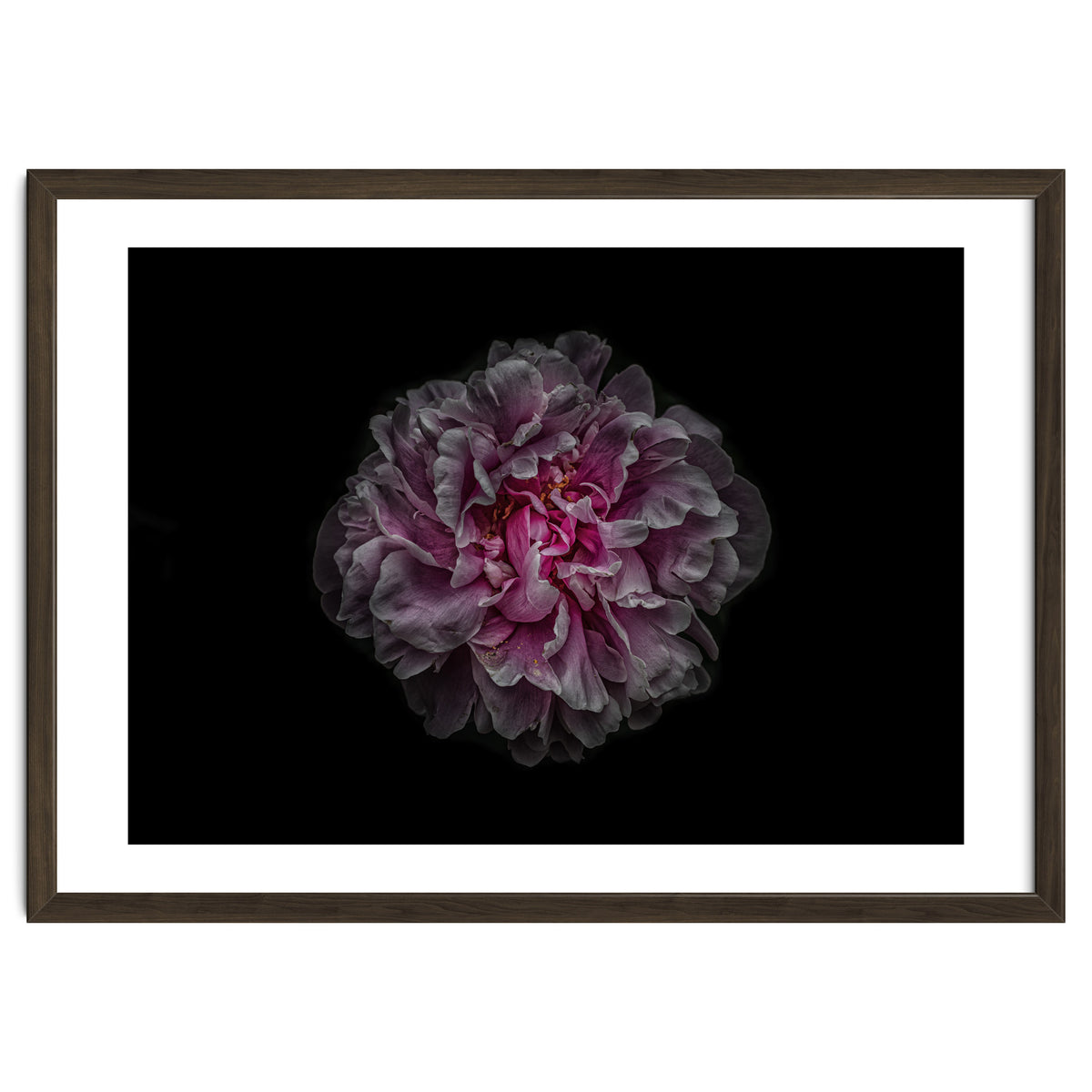 Backyard Flowers No 116 Color Version