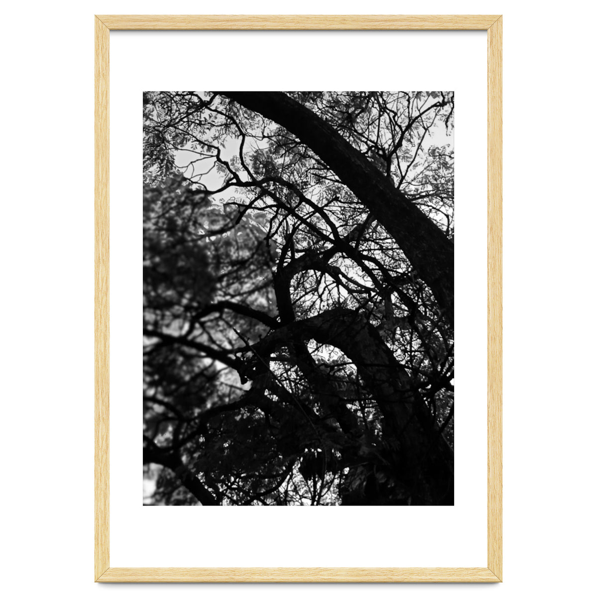 Tree Black Silhouette