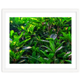 Green House Plant Leaves thumbnail