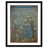 Saint Francis of Assisi preaching to the birds. Giotto. GIOTTO DE BONDONE (1266-1337).