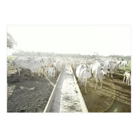 LIVING TOGETHER - WHITE COWS FAMILY (Print Only)