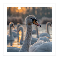Close Up Of Swan With Water Droplets At Sunrise (Print Only)