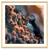 Puffin Bird On Rocks Near Pink Flowers At Sunset thumbnail