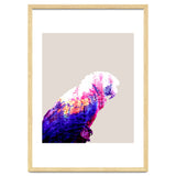 Macaw thumbnail