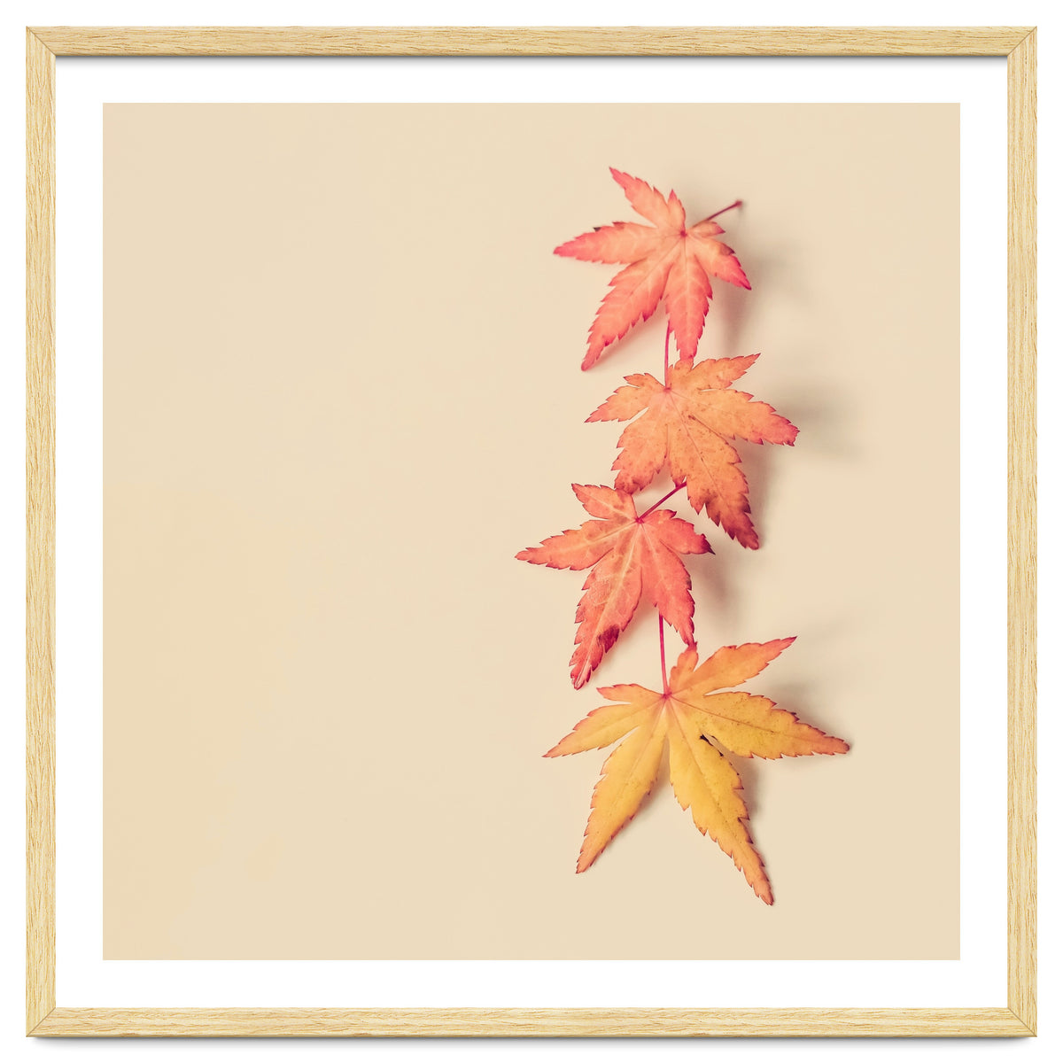 Maple In Pastel