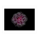 Backyard Flowers No 116 Color Version (Print Only) thumbnail