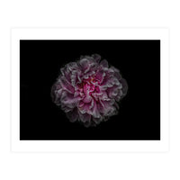 Backyard Flowers No 116 Color Version (Print Only)