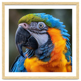 Close Up Portrait Of A Blue And Gold Macaw Parrot thumbnail