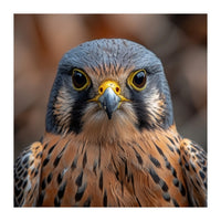 Close Up Kestrel Falcon Bird Portrait Majestic (Print Only)