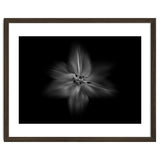 Backyard Flowers In Black And White No 28 Flow Version thumbnail