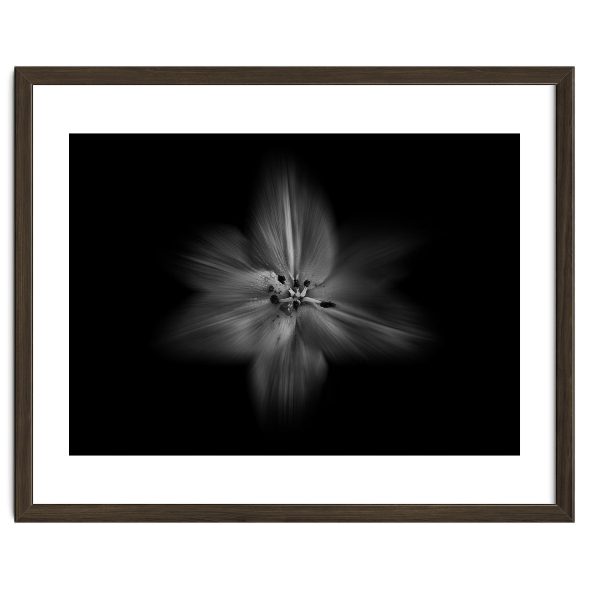 Backyard Flowers In Black And White No 28 Flow Version