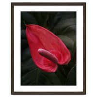 Red Anthurium Flower