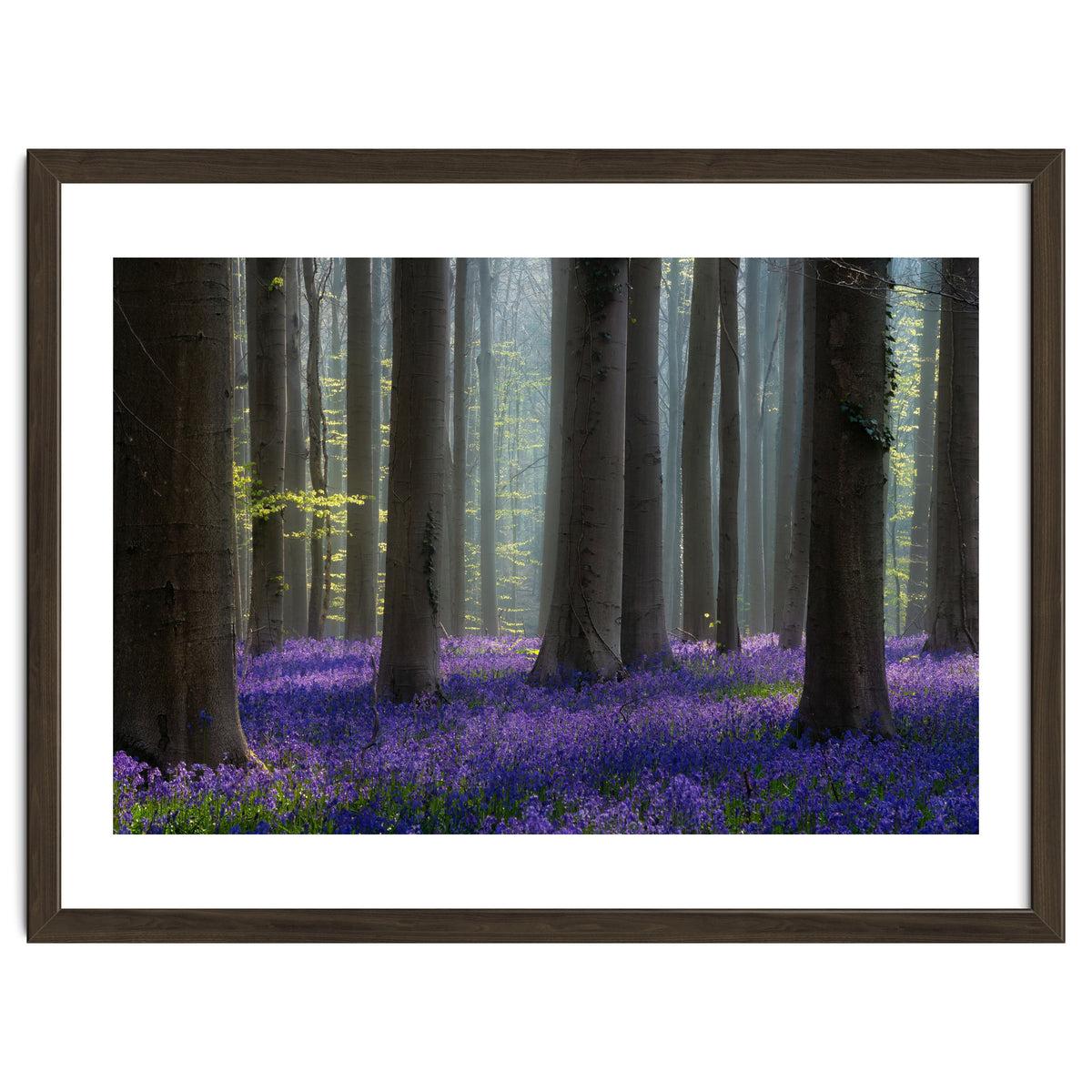 Bluebell forest