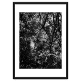 Tree From Below Black Silhouette thumbnail