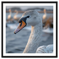 Majestic Swan Portrait In Snowy Waters