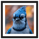 Close Up Blue Jay Bird With Detailed Feathers thumbnail