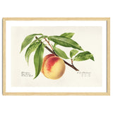 Royal Charles Steadman – Peach Twig (Prunus persica) (1918) thumbnail