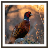 Pheasant Bird Standing On Rock Sunrise Light thumbnail