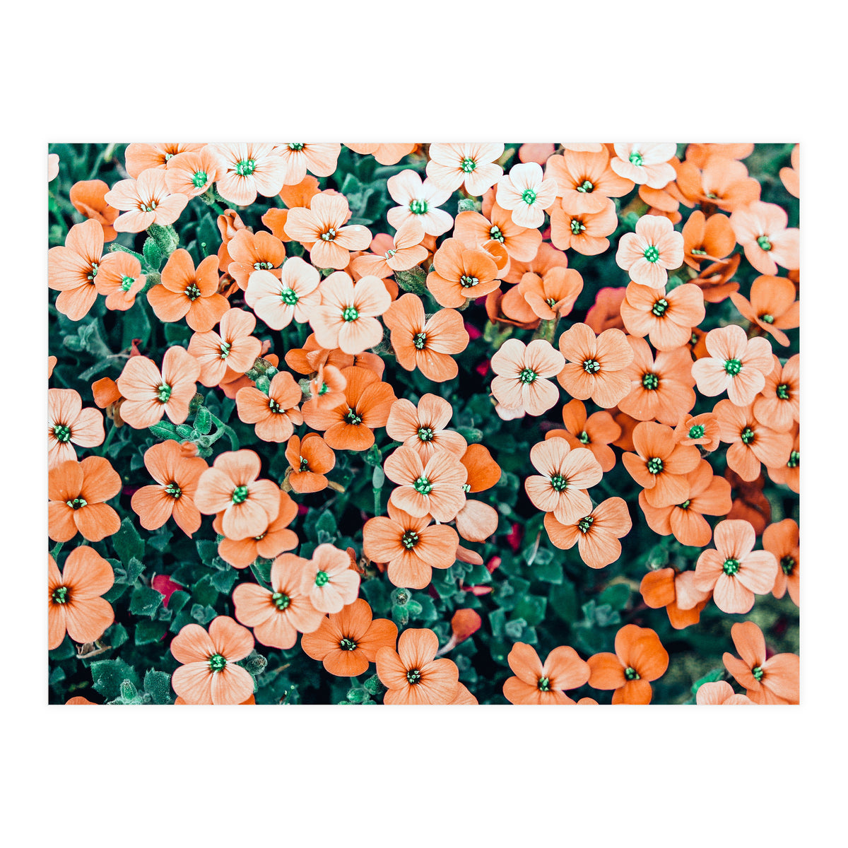 Floral Bliss, Nature Photography Garden Meadow, Blush Orange Coral Summer Flowers Botanical (Print Only)