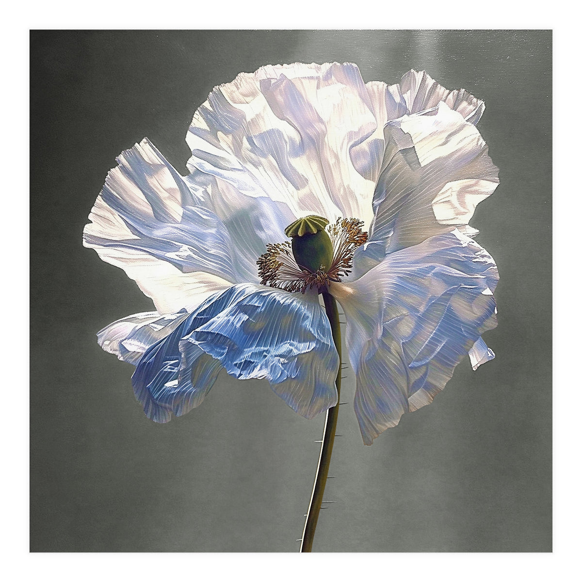 Shirley Poppy | Morning Silk (Print Only)