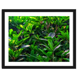 Green House Plant Leaves thumbnail
