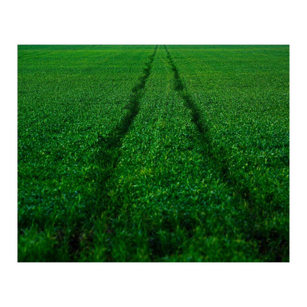 Track and Field (Print Only)