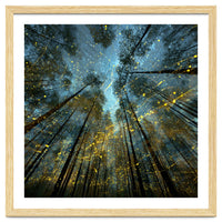 Enchanted Night Forest with Glowing Fireflies