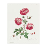 John Edwards – Larger Provence Rose (1770–1775) (Print Only) thumbnail