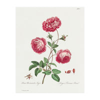 John Edwards – Larger Provence Rose (1770–1775) (Print Only)