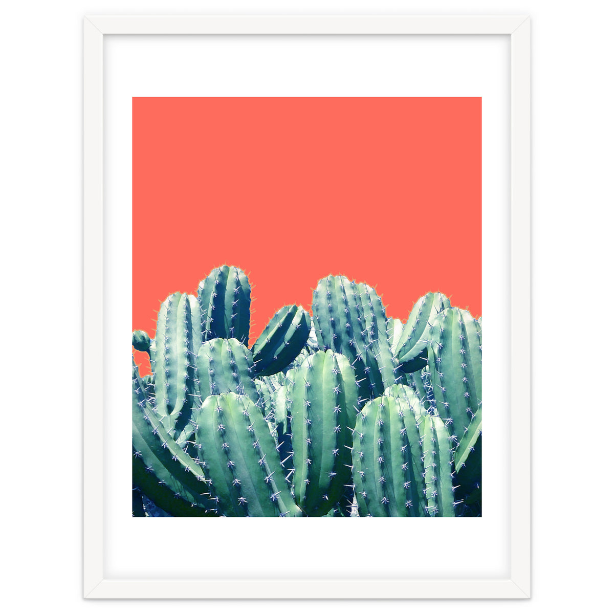 Cactus On Coral