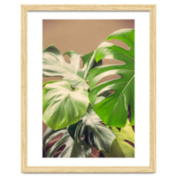 Monstera Mix