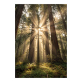 Ethereal Redwood Sanctuary: Sunbeams in the Ancient Forest (Print Only) thumbnail