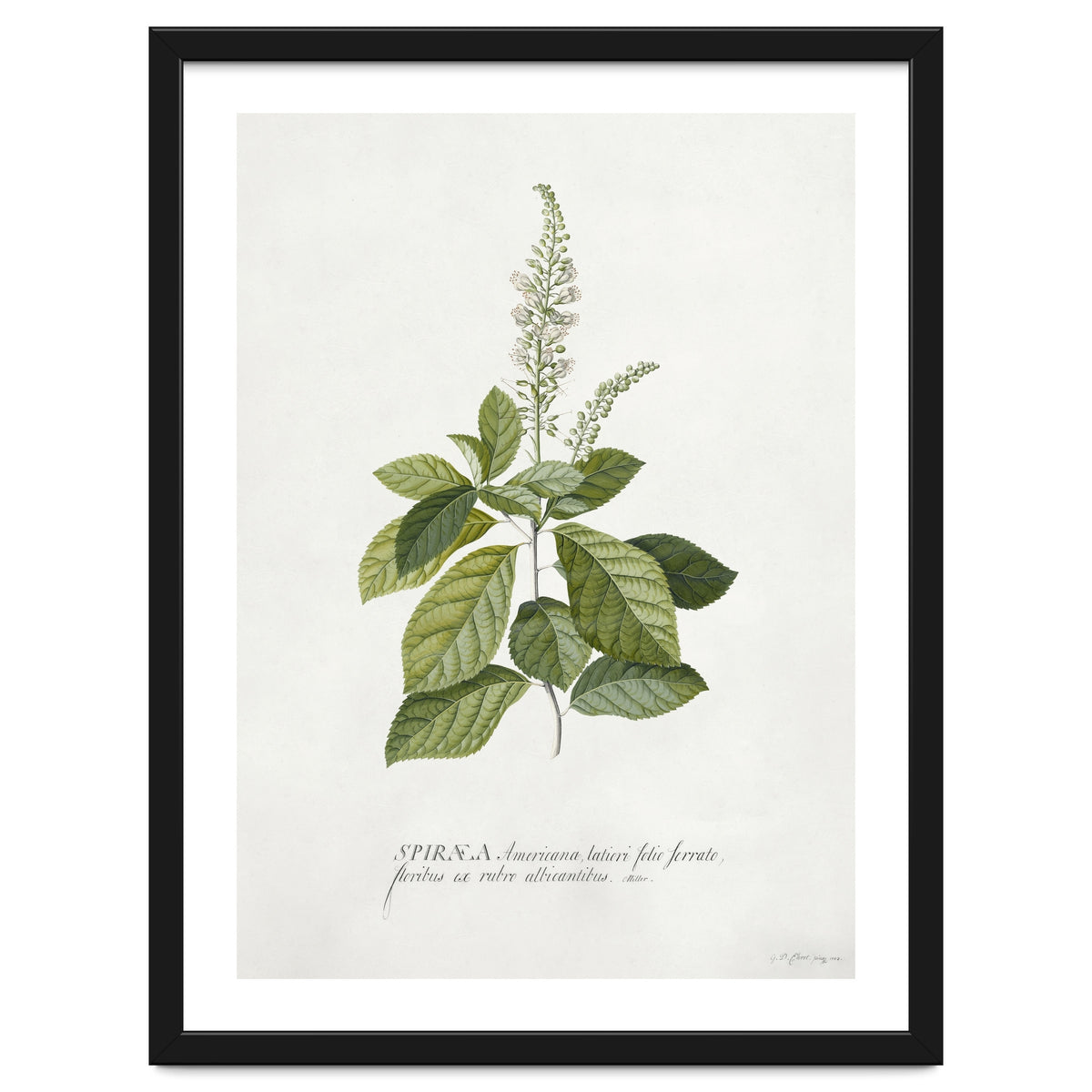 Georg Dionysius Ehret – Cinnamomum Illustration (1708–1770)