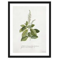 Georg Dionysius Ehret – Cinnamomum Illustration (1708–1770)
