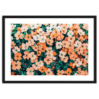 Floral Bliss, Nature Photography Garden Meadow, Blush Orange Coral Summer Flowers Botanical