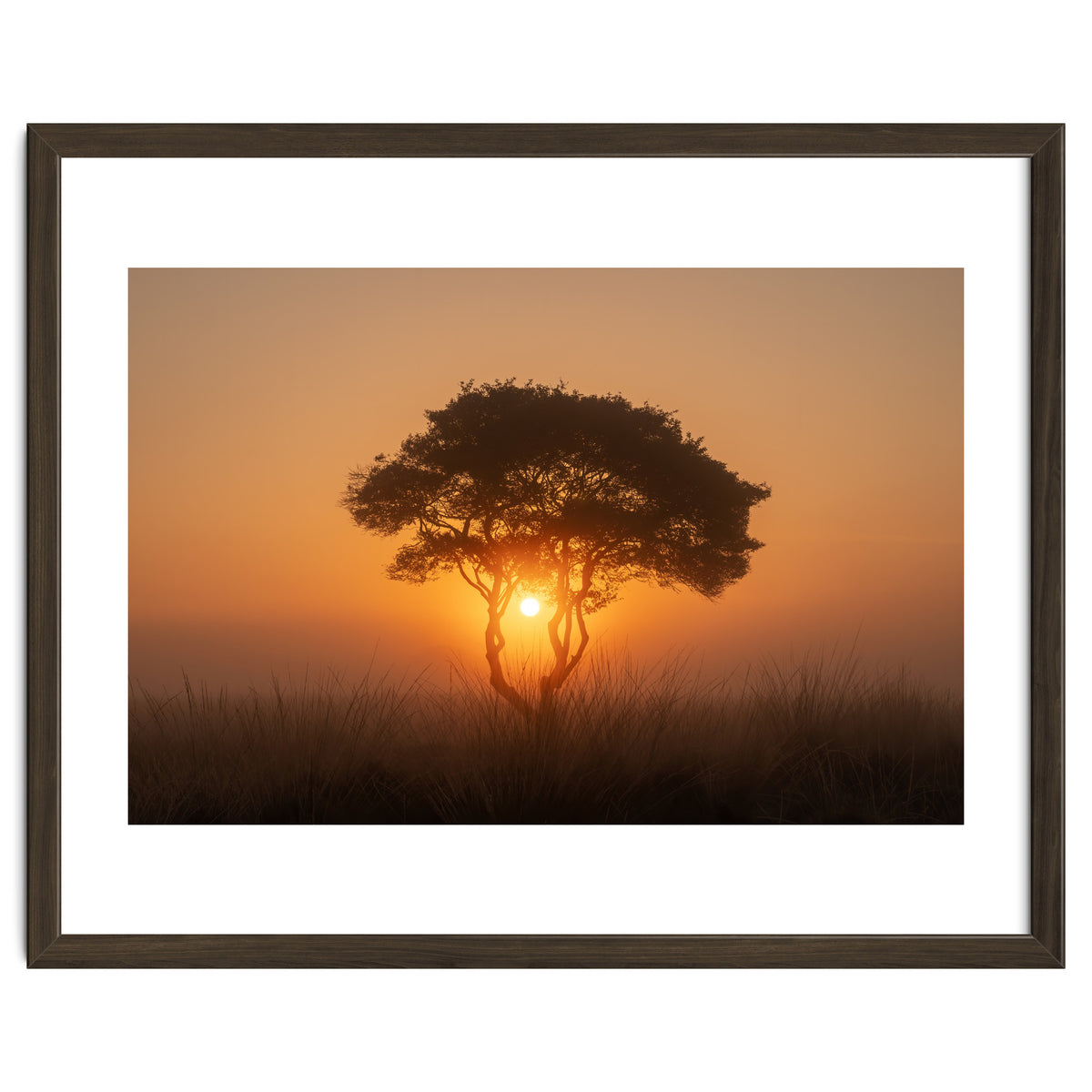 Tree at sunrise