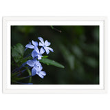 BLOSSOM. thumbnail