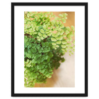 Maidenhair Queen