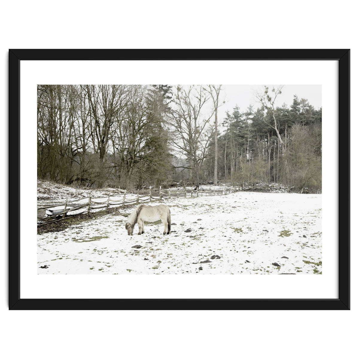 White horse in the snow field