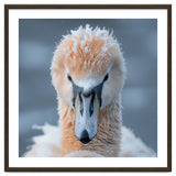 Majestic Swan Covered In Frost And Snow thumbnail