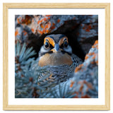 Close Up Falcon Eye Detail In Nest thumbnail