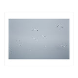 Flying seagulls in the winter sky (Print Only) thumbnail