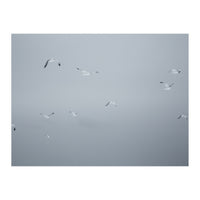 Flying seagulls in the winter sky (Print Only)